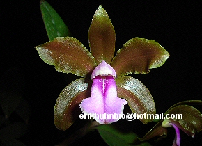Foto 3 - Cattleya bicolor