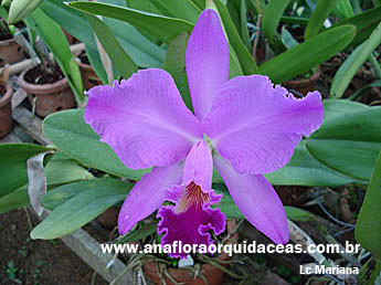 Lc Mariana