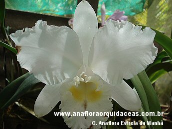 C. Anaflora Estrela da Manh