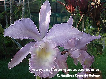 C. Anaflora Cores do Outono