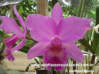 Lc. Anaflora Fantasia