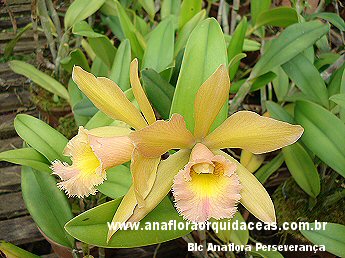 Blc Anaflora Perseverana
