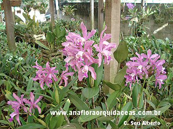 C. Seu Alberto