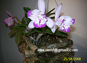 C. Intermedia aquinii