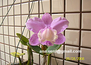 Foto 13 - C. lodigesii