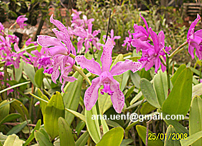 Foto 14 - C. Seu Alberto (3)