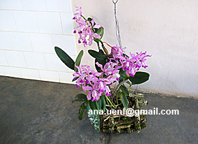 Foto 15 - C. Seu Alberto