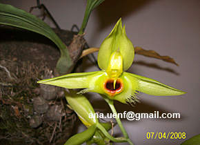 Foto 16 - Catasetum