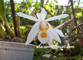 Foto 17 - Coelogyne corymbosa