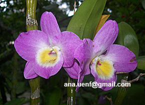 Foto 18 - Dendrobium h�brido