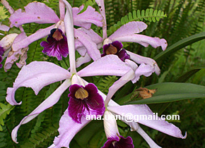 Foto 22 - L. crispa (3)