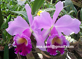 Foto 23 - Lc Mariana