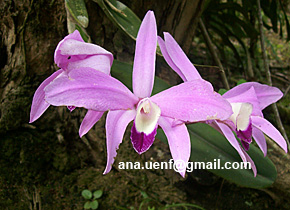 Foto 24 - Laelia perrinii