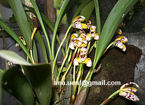 Foto 26 - Maxilaria picta (2)