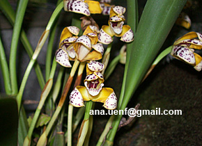 Foto 27 - Maxilaria picta (3)