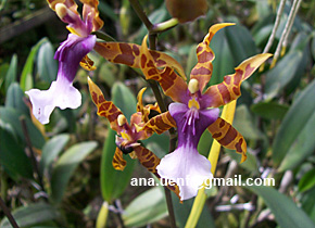 Foto 29 - Miltonia clowesii