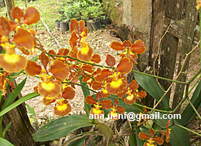 Foto 31 - O. crispum