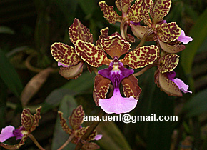 Foto 33 - Onc. lanceanum (2)