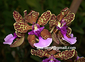 Foto 34 - Onc. lanceanum (3)