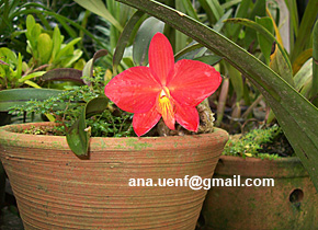 Foto 35 - Sophronits coccinea