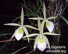 Brassavola flagellaris