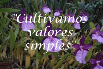 Cultivamos valores simples