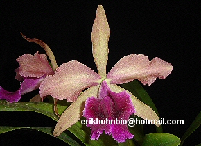 Foto 11 - Lc. luminosa