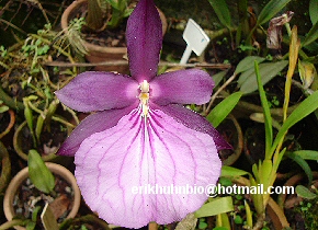 Foto 12 - Miltonia spectabilis moreliana