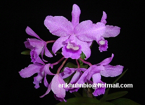 Foto 13 - C.bowringeana tipo clara