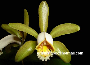 Foto 14 - Cattleya forbesii restinga de maricá