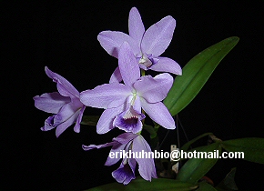 Foto 16 - C. bowriangeana coerulea