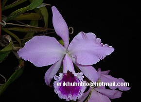 Foto 17 - C. labiata tipo clara