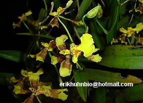 Foto 18 - Oncidium longipes