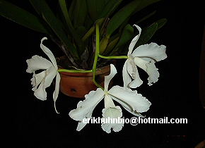 Foto 19 - Laelia pulcherrima alba