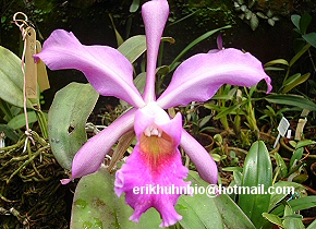 Foto 20 - Cattleya schilleriana x Cattleya warnerii