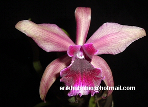 Foto 21 - Cattleya Penny Kuroda x Laelia tenebrosa