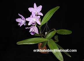 Foto 22 - C. bowringeana coerulea