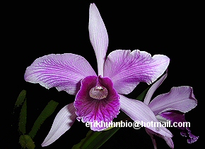 Foto 24 - Laelia purpurata atro - rosada