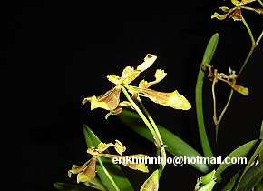 Foto 25 - Oncidium longipes