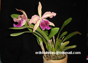 Foto 26 - Lc. luminosa