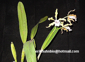 Foto 28 -Laelia grandis