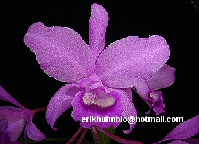 Foto 29 - C. bowringeana tipo clara