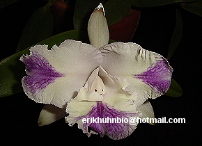 Foto 30 - Cattleya olivia coerulea