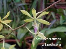 Encyclia ceratistes