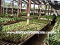 Estufas de muda