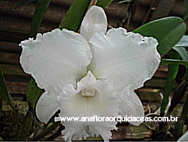 C. Anaflora Estrela da Manh