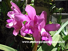 C. Seu Alberto