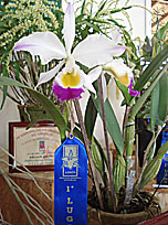 C. eldorado semi-alba