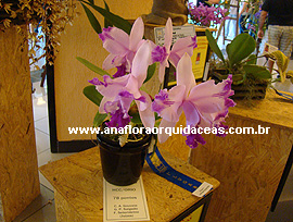Cattleya intermedia aquini x C. intermedia orlata