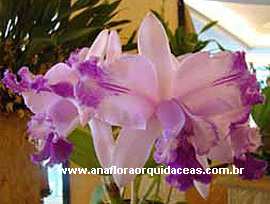Cattleya intermedia aquini x C. intermedia orlata